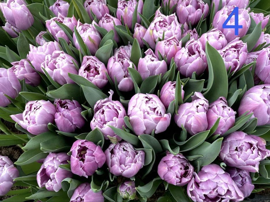 Тюльпан ОПТ до 14 лютого
