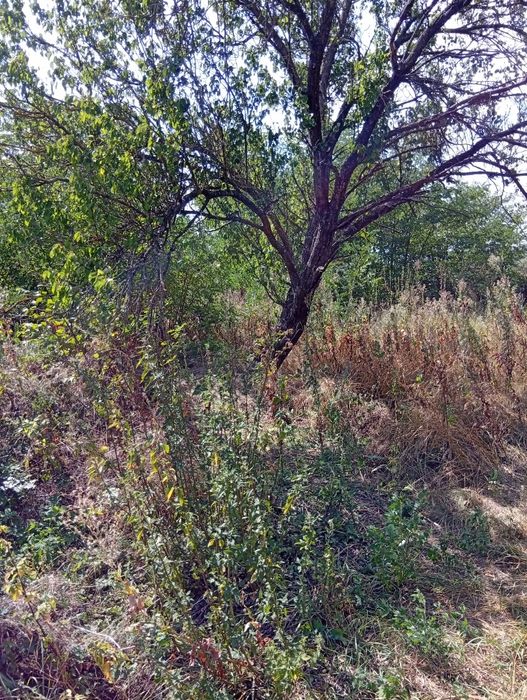 Земельна ділянка