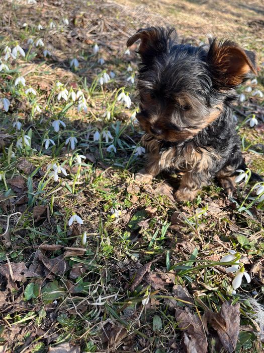 Йоркширський терʼєр