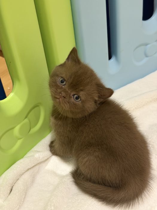 Gatinho British Shorthair chocolate
