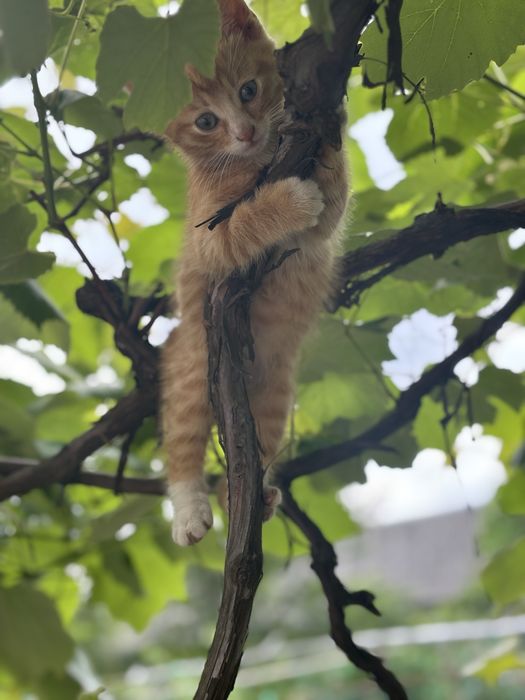 Віддам кошенят у добрі руки