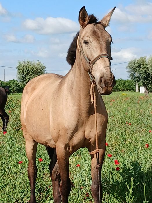 Vendo egua baia 8 anos 158 o garrote