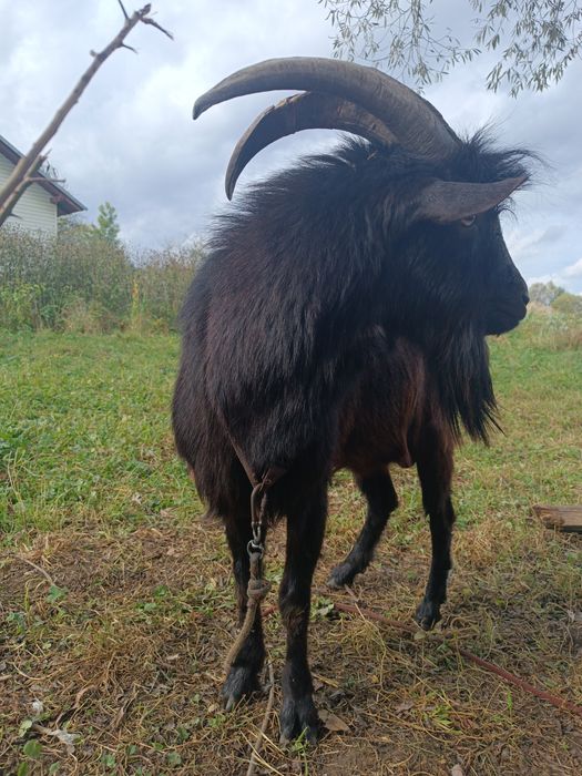 Цап ( козел ) для покриття кізочок