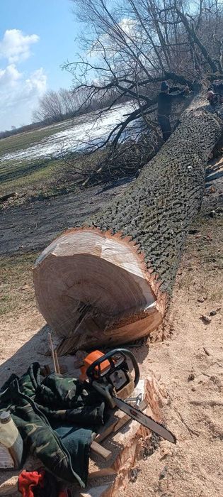 Sprzedam kłodę dęba