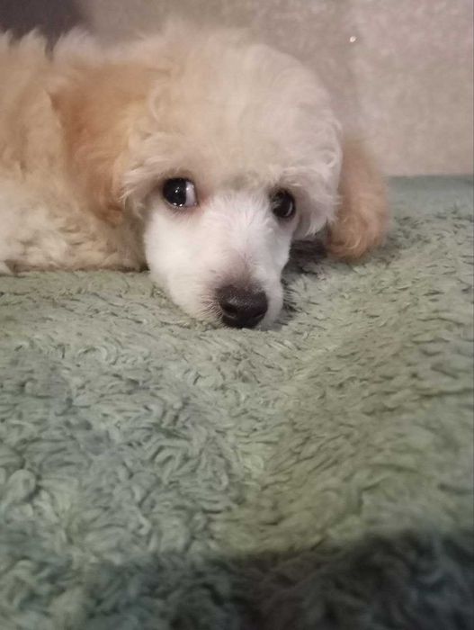 Пудель - біленький хлопец