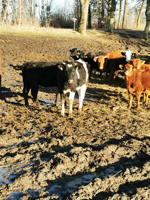 Sprzedam jałówki cielne, byczki, krowy, cielaki