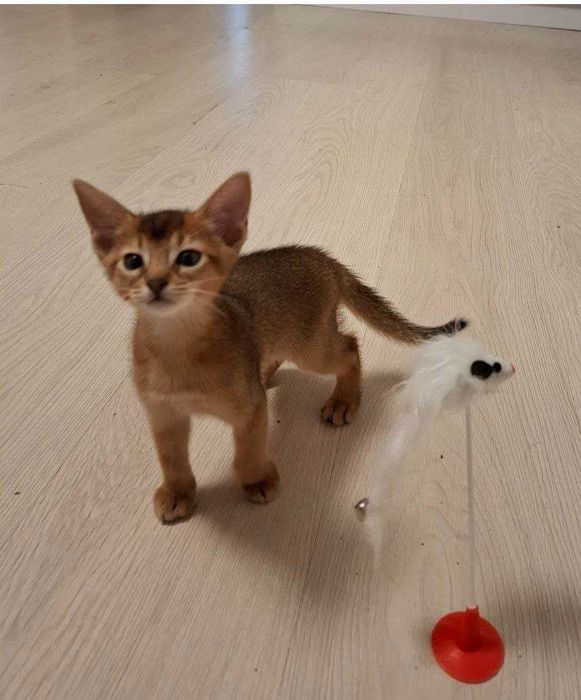 Чистокровная абиссинская кошечка