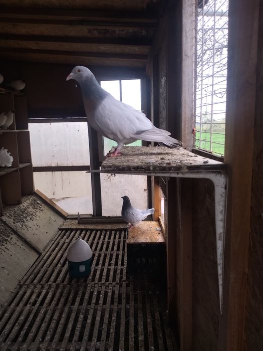 Witam sprzedam Skowronki