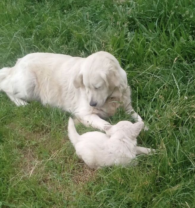 Golden Retriever lindo