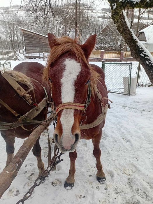 Продається кобила