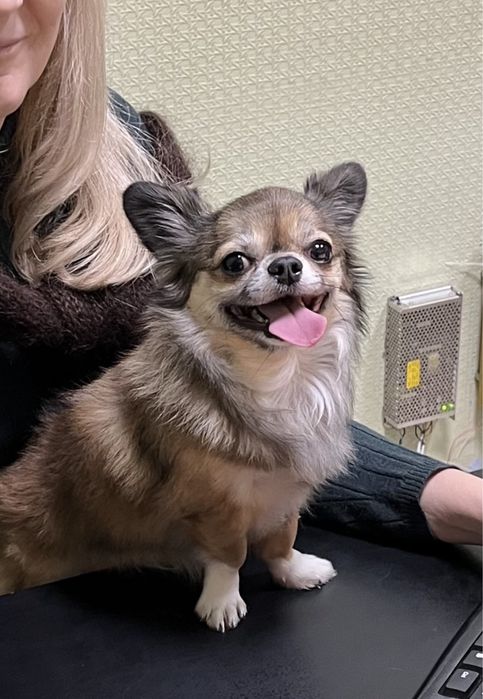 Чихуахуа. Длинношерстный, кобель. 3 года. Вязка.