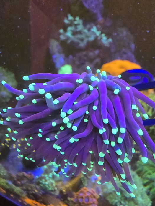 Euphyllia / Euphylia Glabrescens