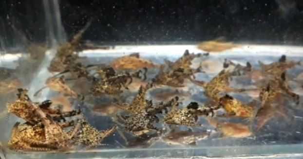 Сомы, сомики, цихлиды, экзотика рыбки для разных аквариумов Фото