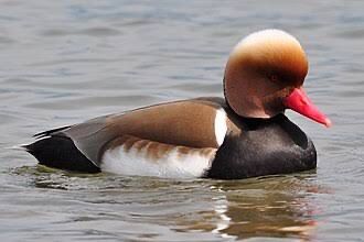 Netta rufina ou Zarro-de-bico-vermelho