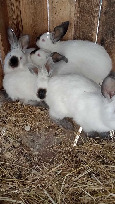 Різноманітність кролів