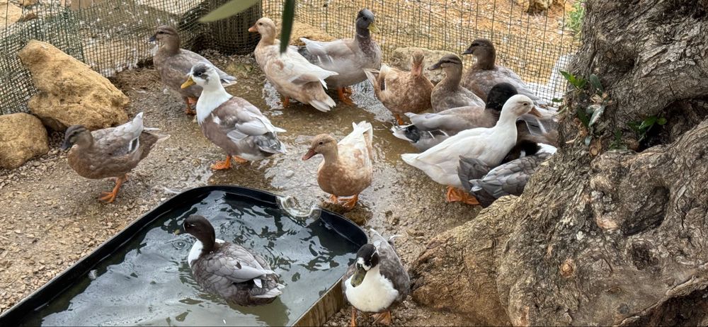 Patos Mignon  Palmela/Setubal