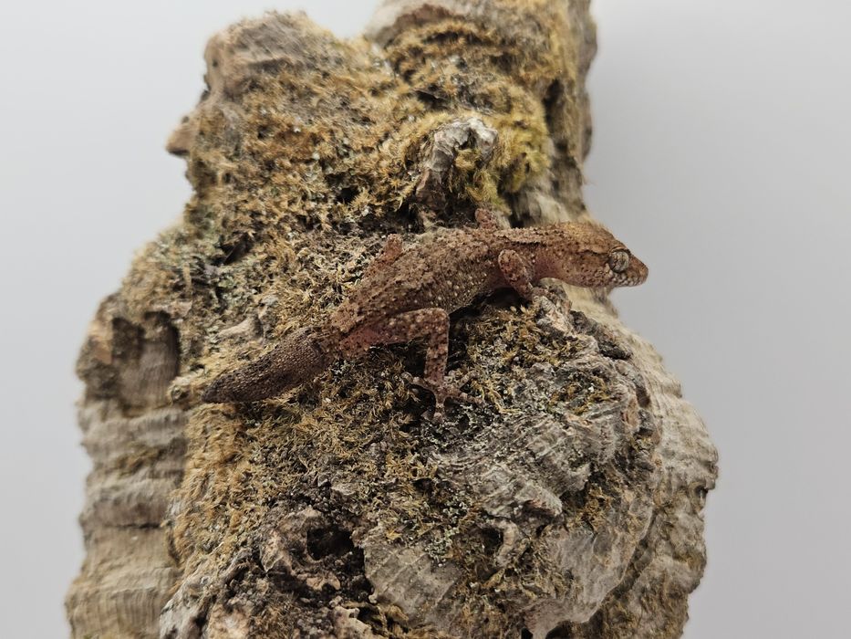 Pareodura vazimba - gekon madagaskarski