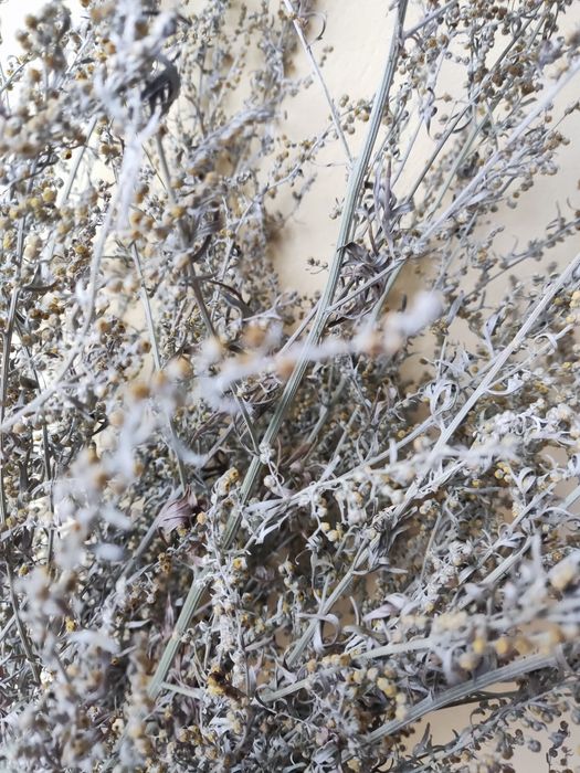 Duża wiązka piołunu z kwiatem