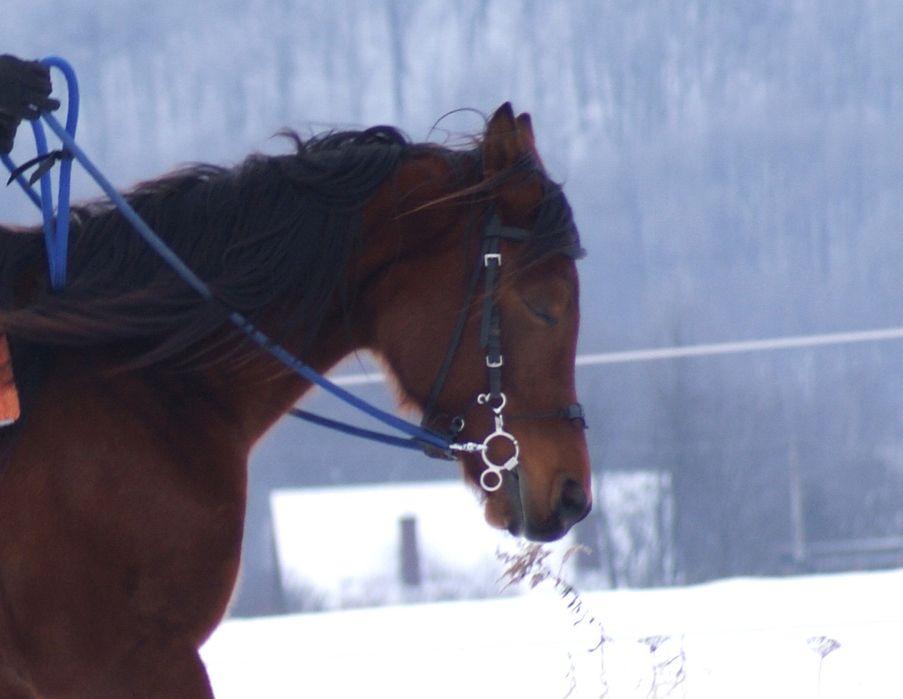 Wędzidło Myler Bit Combo