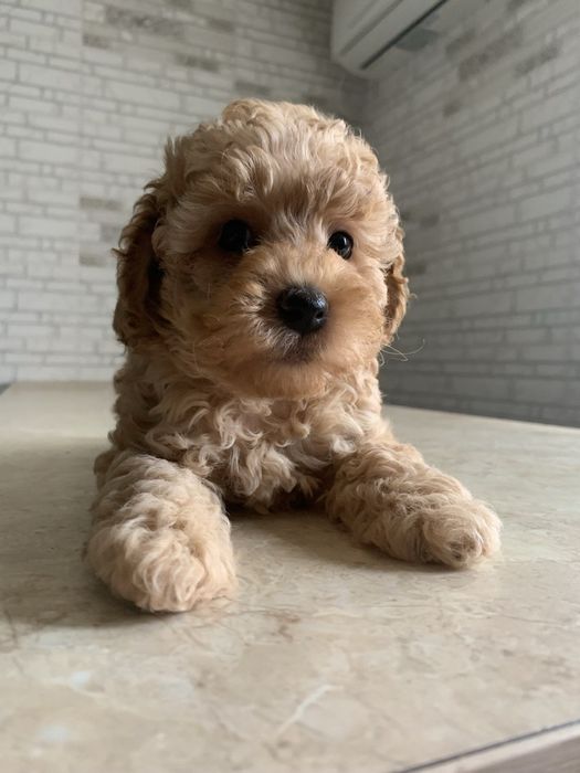 Абрисова красуня той пудель