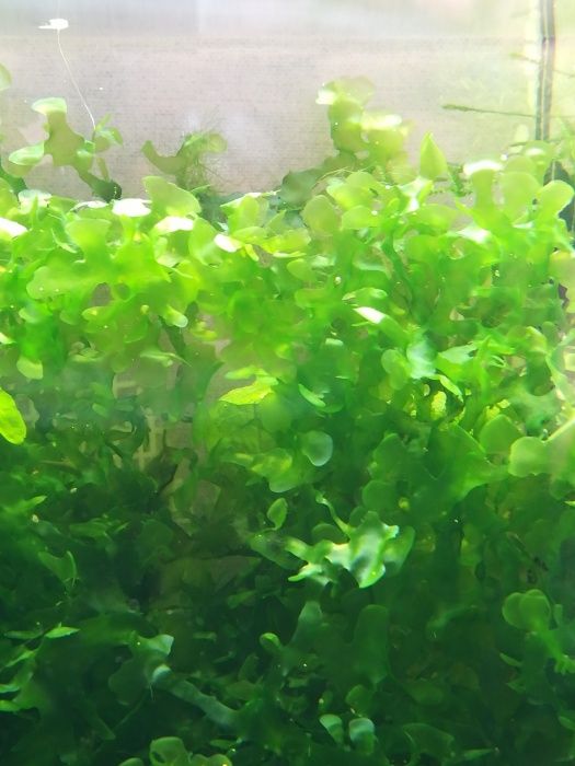 Pelia wątrobowiec roślina akwariowa