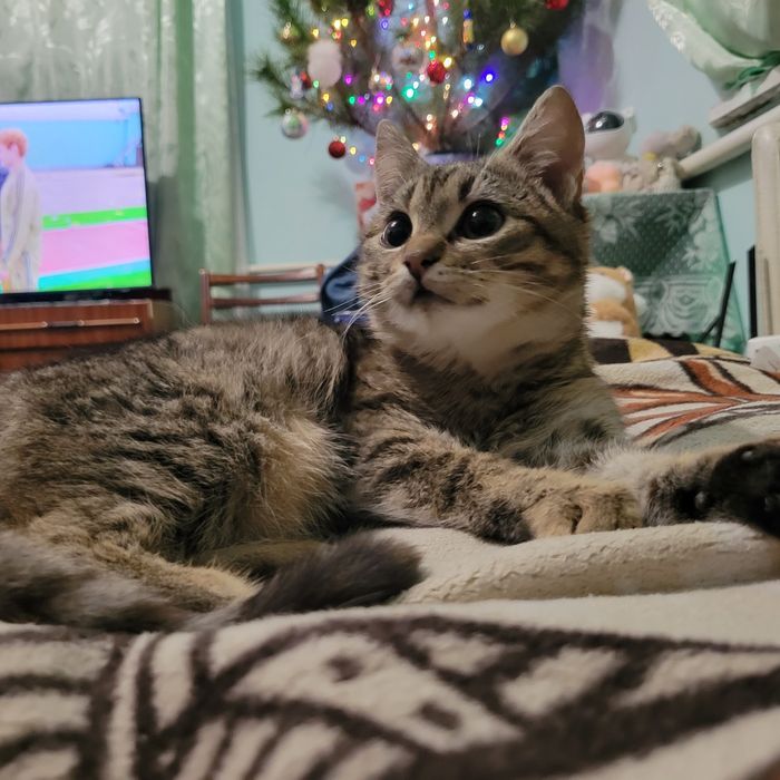 Кішка безкоштовно