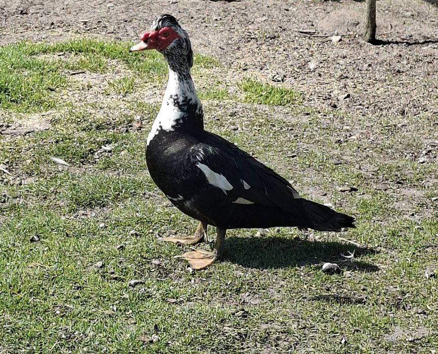 Kaczor do rozpłodu