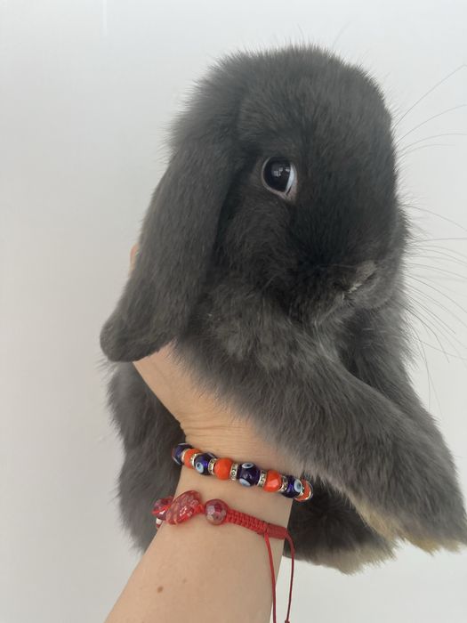 Sprzedam króliki rasy mini lop