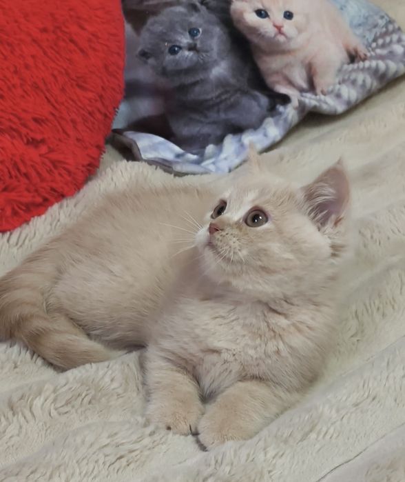 Котята. Кошенята. Котики