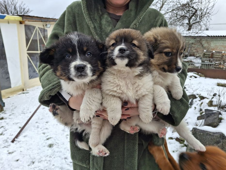 Віддам в добрі руки собочок