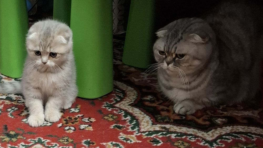 Шотландське кошеня