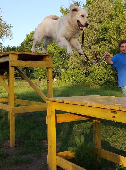 Кинолог. Профессійне дресерування собак.