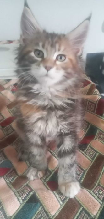 Кошеня мейн куня Продам