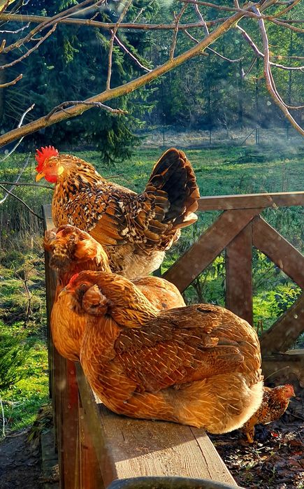 Jajka lęgowe od kolorowego stadka