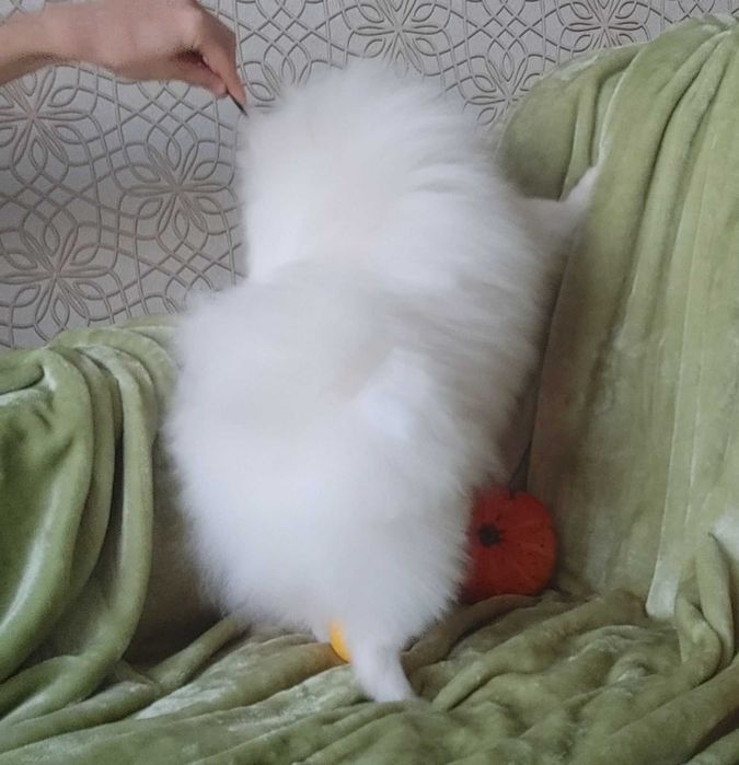 Супер пухнаста дівчинка пом. грайливий тінейджер, доросла вага до2,5кг