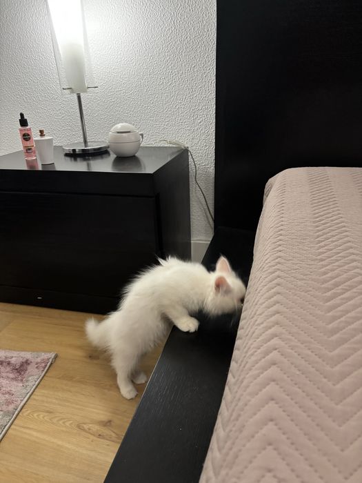 Gatinha persa meiga e pura