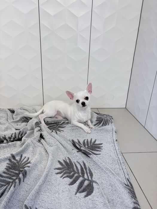 Chłopiec chihuahua FCI