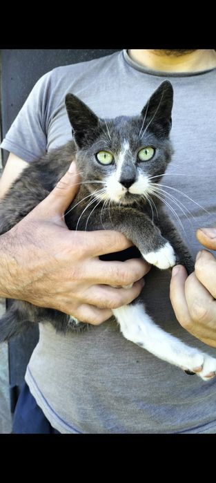 Стерилізована кішечка в добрі руки