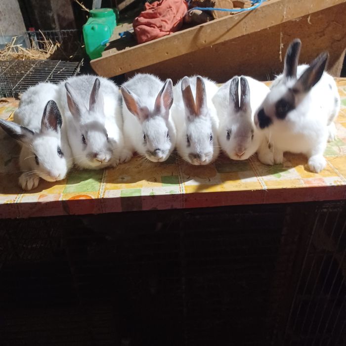 Coelhos  anões muito bonitos