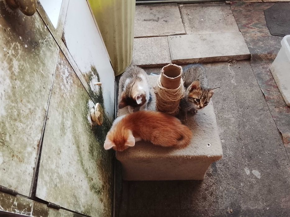 Tenho gatinhos para adopção.