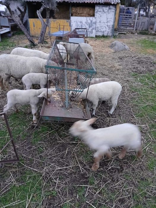 Vende-se ovelhas