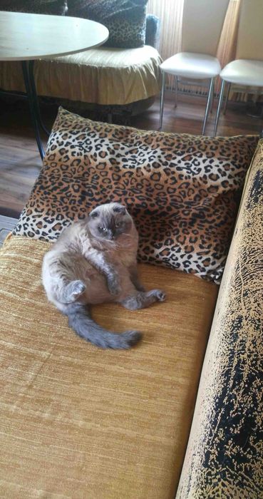 Отдам кошечку в хорошие руки