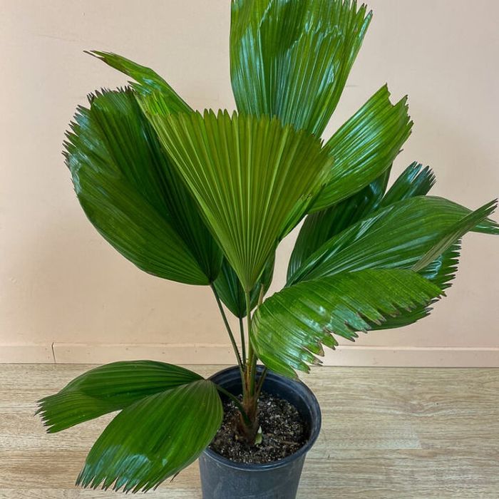 Rara palmeira de leque japonesa ou Licuala grandis