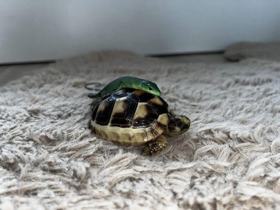 Jaszczurka gastropholis prasina młode samiczki