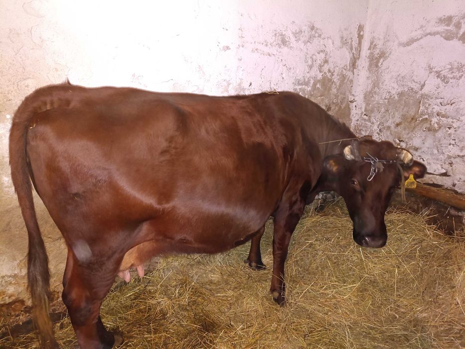 Sprzedam krowę wysoko cielną