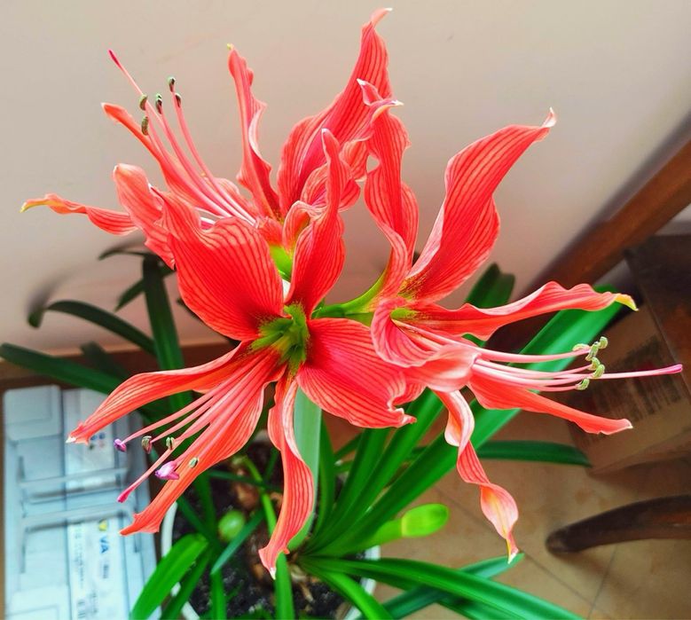 Гіпеаструм Aulikum (Аулікум)