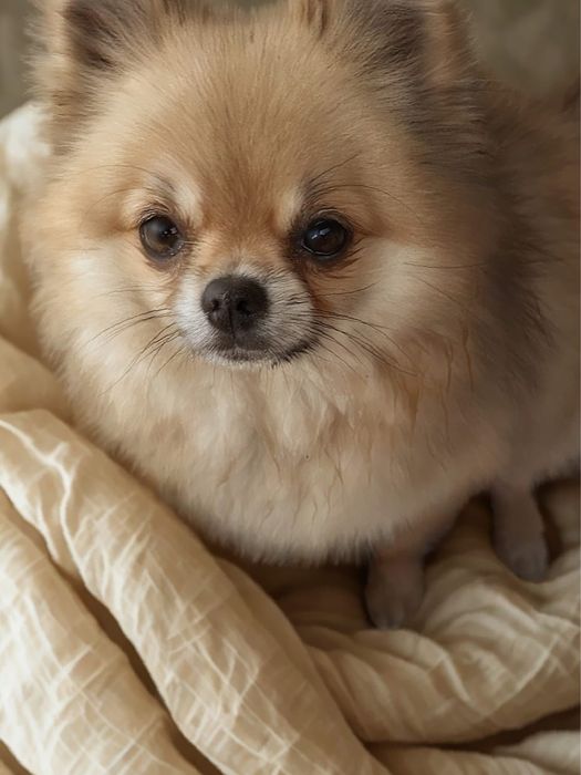 Suczka szpic pomeranian.