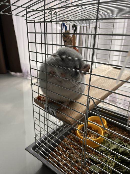 Маленький друг в хороші руки.