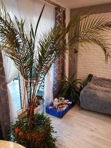 Sprzedam palmę i sadzonki trzykrotki zielonej