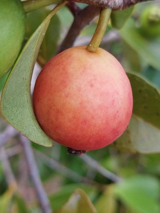 Araça Rosa Pera - Psidium Cattleyanum var. Peryforms